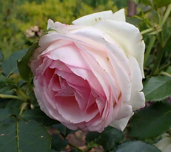 Имя «Eden rose» бриллиант получил за сходство оттенка со светло-розовыми цветками плетистой розы сорта «Eden Rose 85»