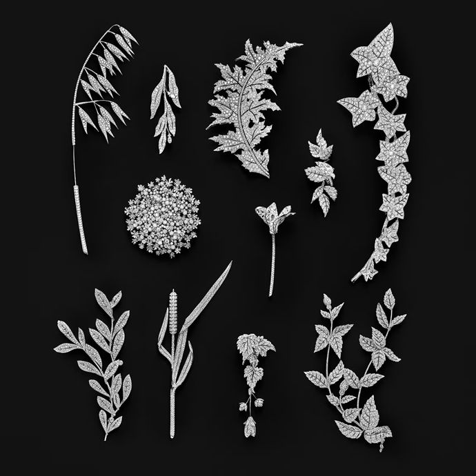 Драгоценные растения и насекомые коллекции Untamed Nature