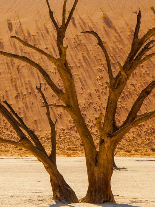 Четыре дерева, которые стали источниками вдохновения для коллекции De Beers Essence of Nature: верблюжий терн, баобаб, жакаранда и канадский клён